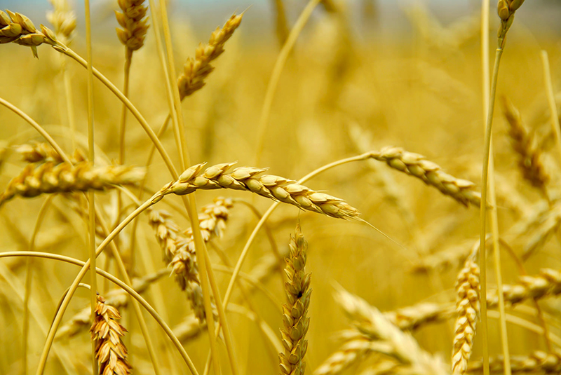Gluten intolerance