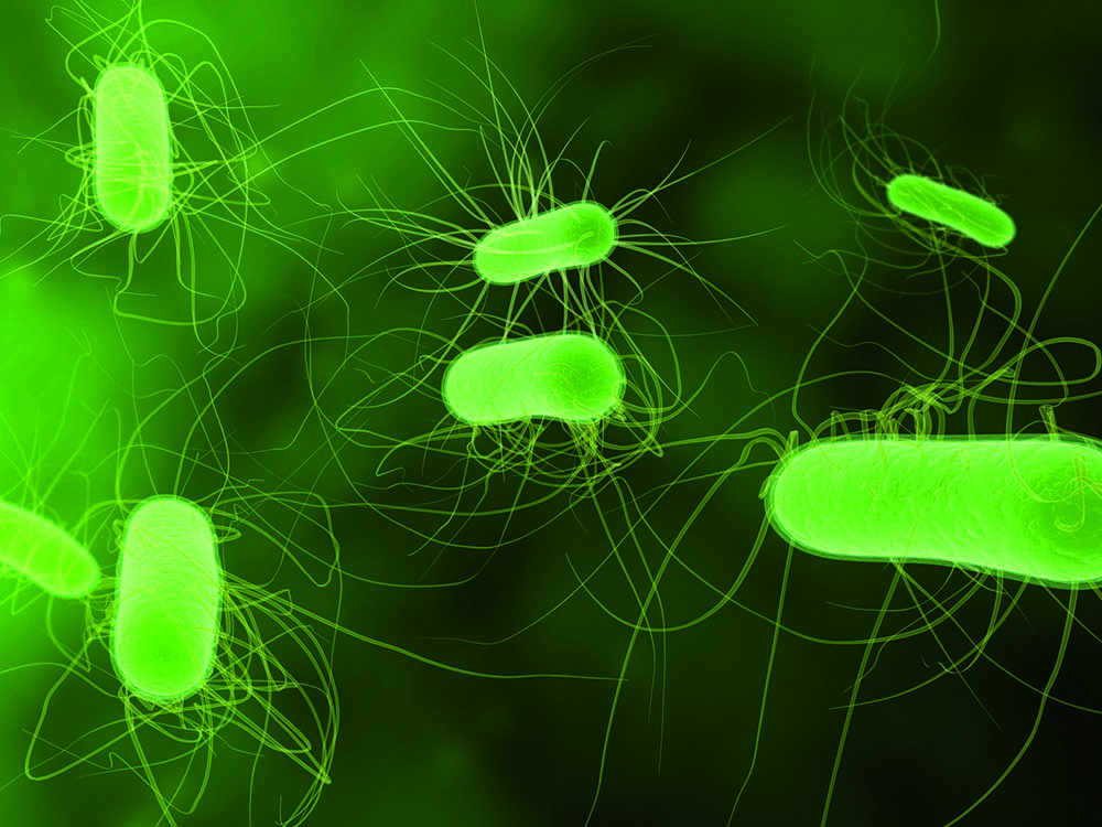 The urinary microbiota