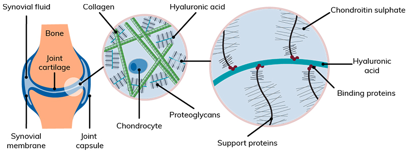 The Role Of Nutrition For Healthy Joints And Cartilage