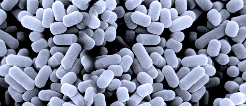 Lactic ferments