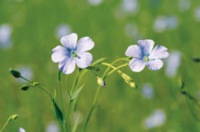 Fleurs