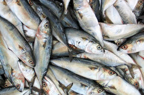 Sardines Sardines